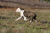 AMSTAFF  PUPPIES 081